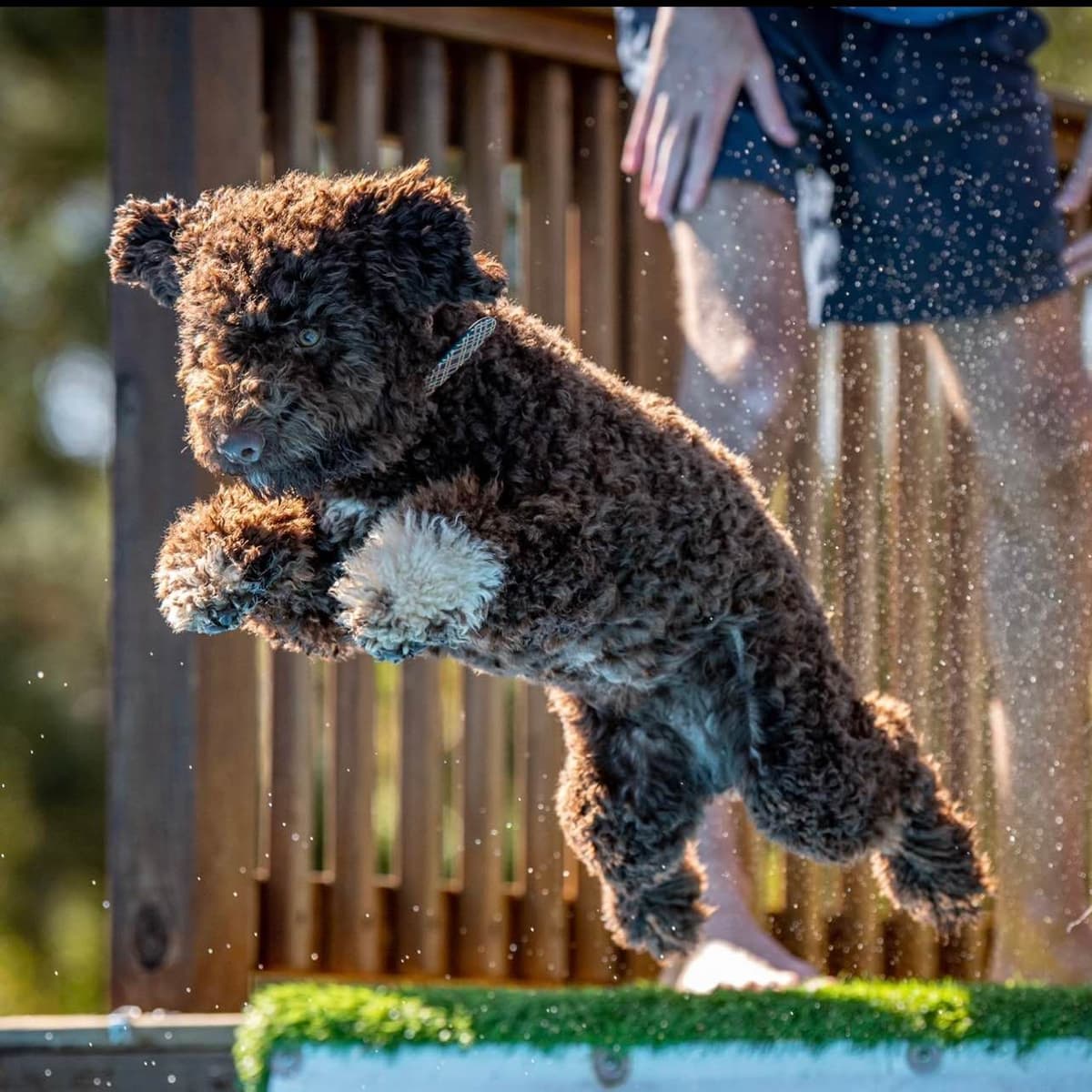 Shoals Lagotto - Lagotto Romagnolo Puppies breeder image 3