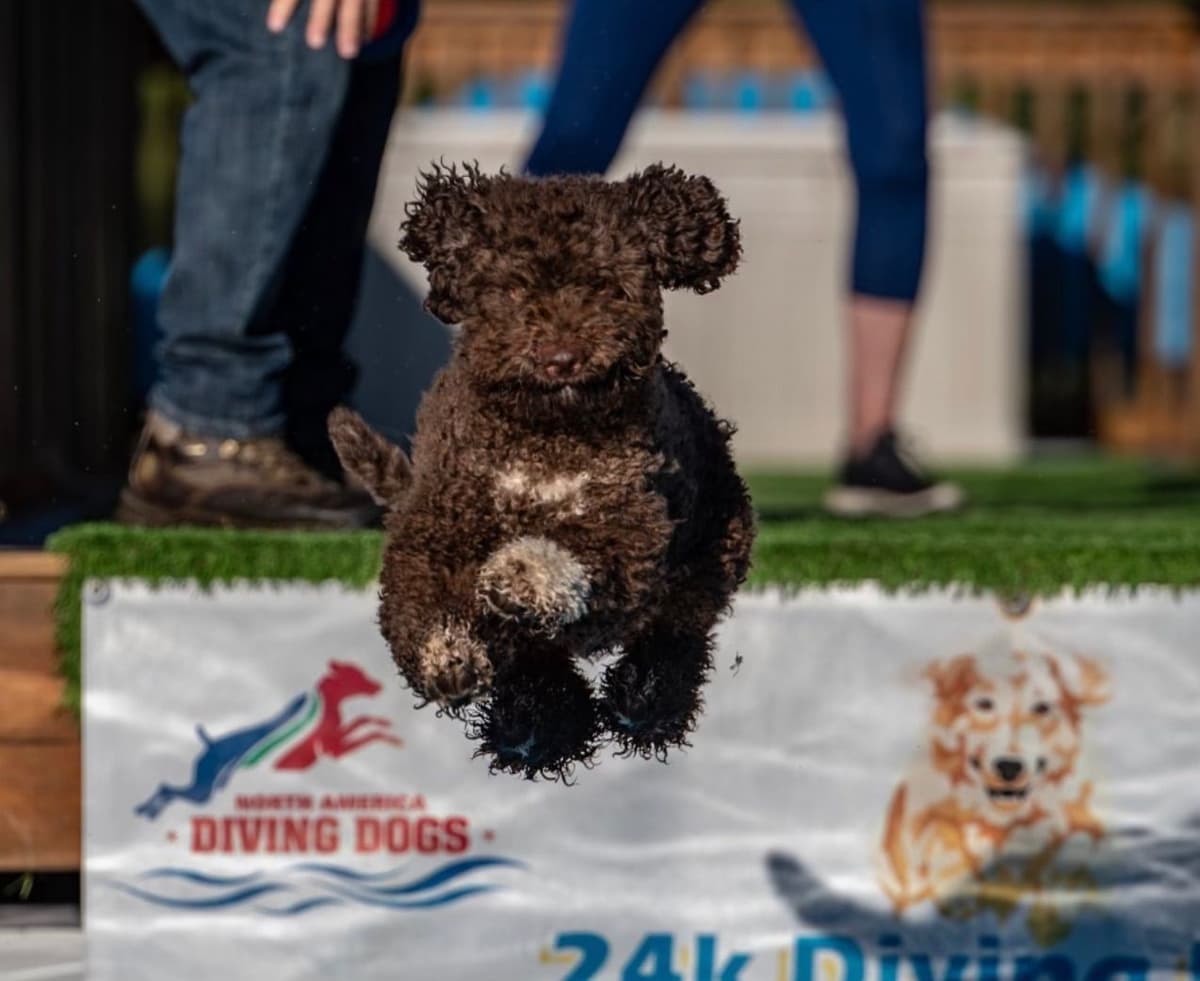 Shoals Lagotto - Lagotto Romagnolo Puppies breeder image 10