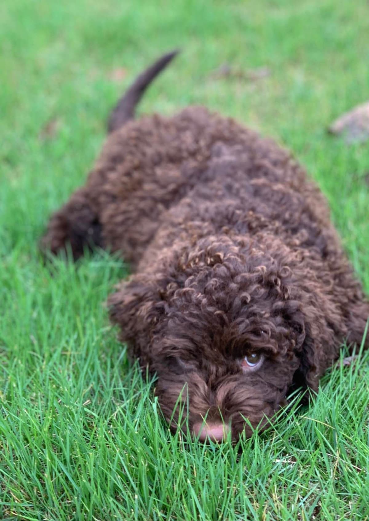 Shoals Lagotto - Lagotto Romagnolo Puppies breeder image 11