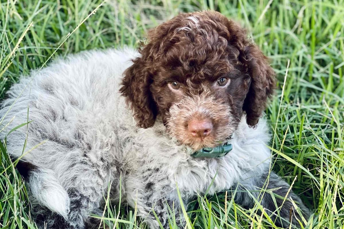 Shoals Lagotto - Lagotto Romagnolo Puppies breeder image 13