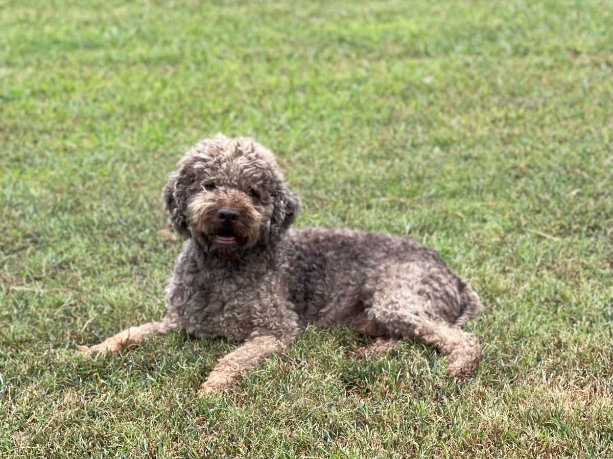 Shoals Lagotto - Lagotto Romagnolo Puppies breeder image 16
