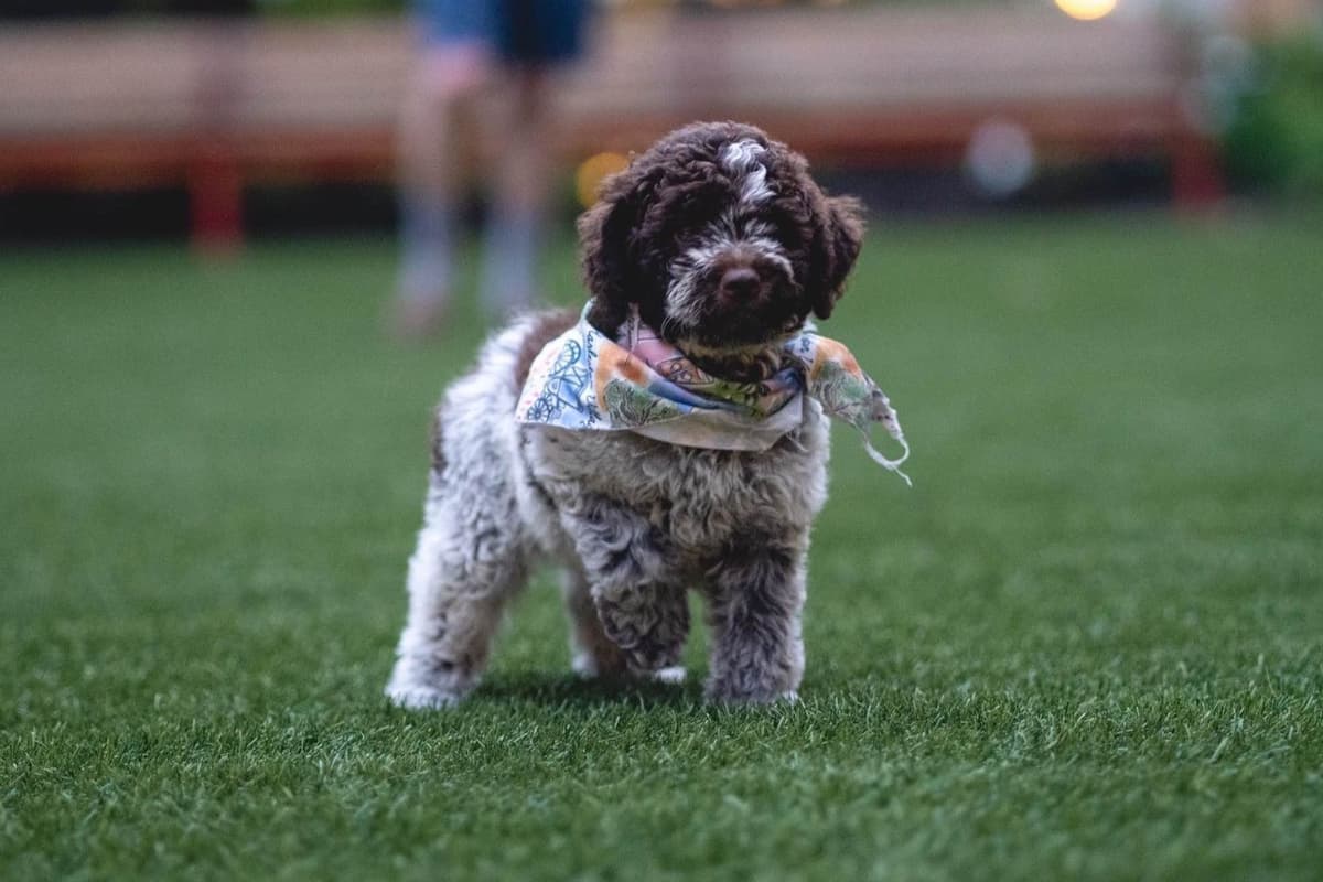 Shoals Lagotto - Lagotto Romagnolo Puppies breeder image 2