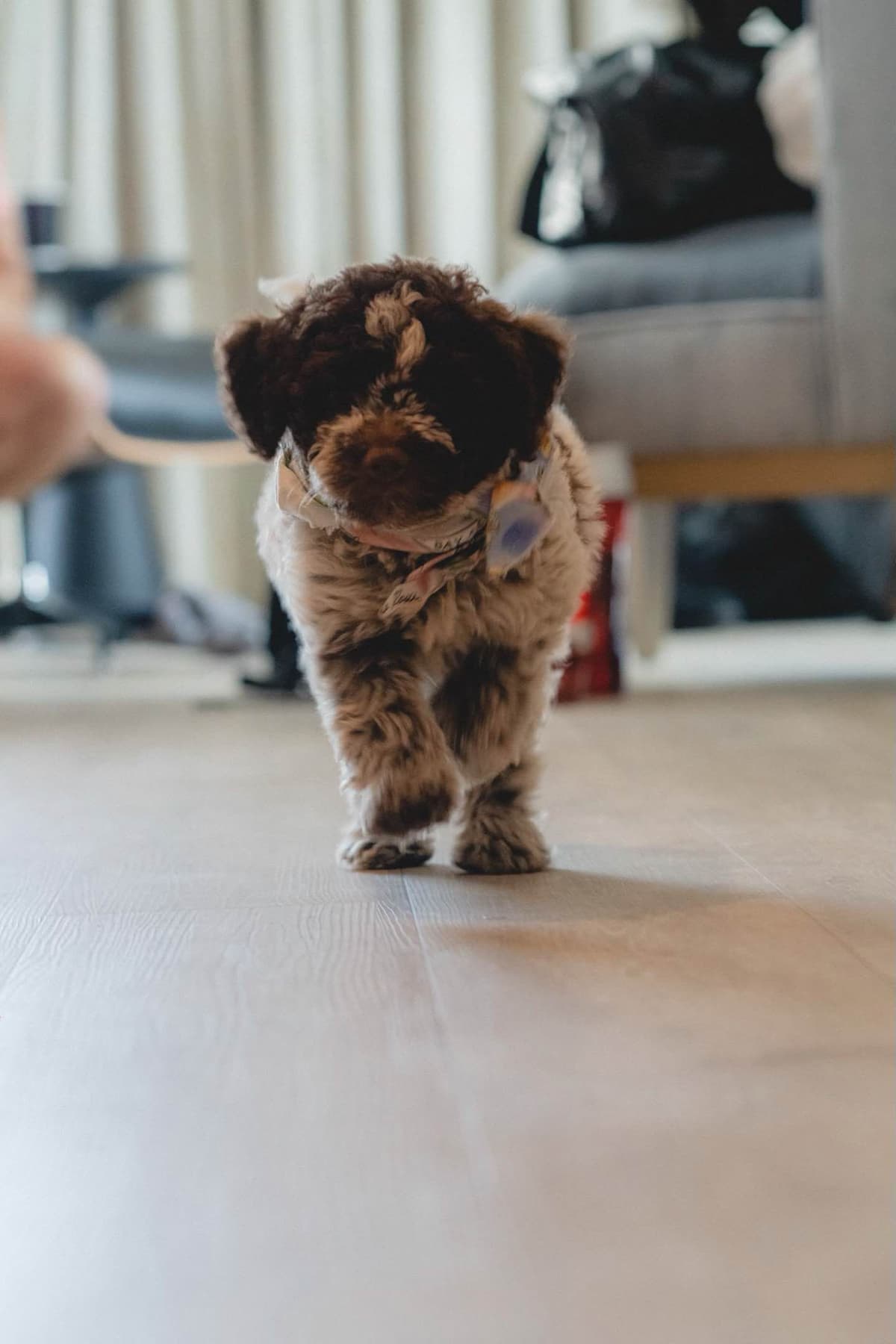 Shoals Lagotto - Lagotto Romagnolo Puppies breeder image 19