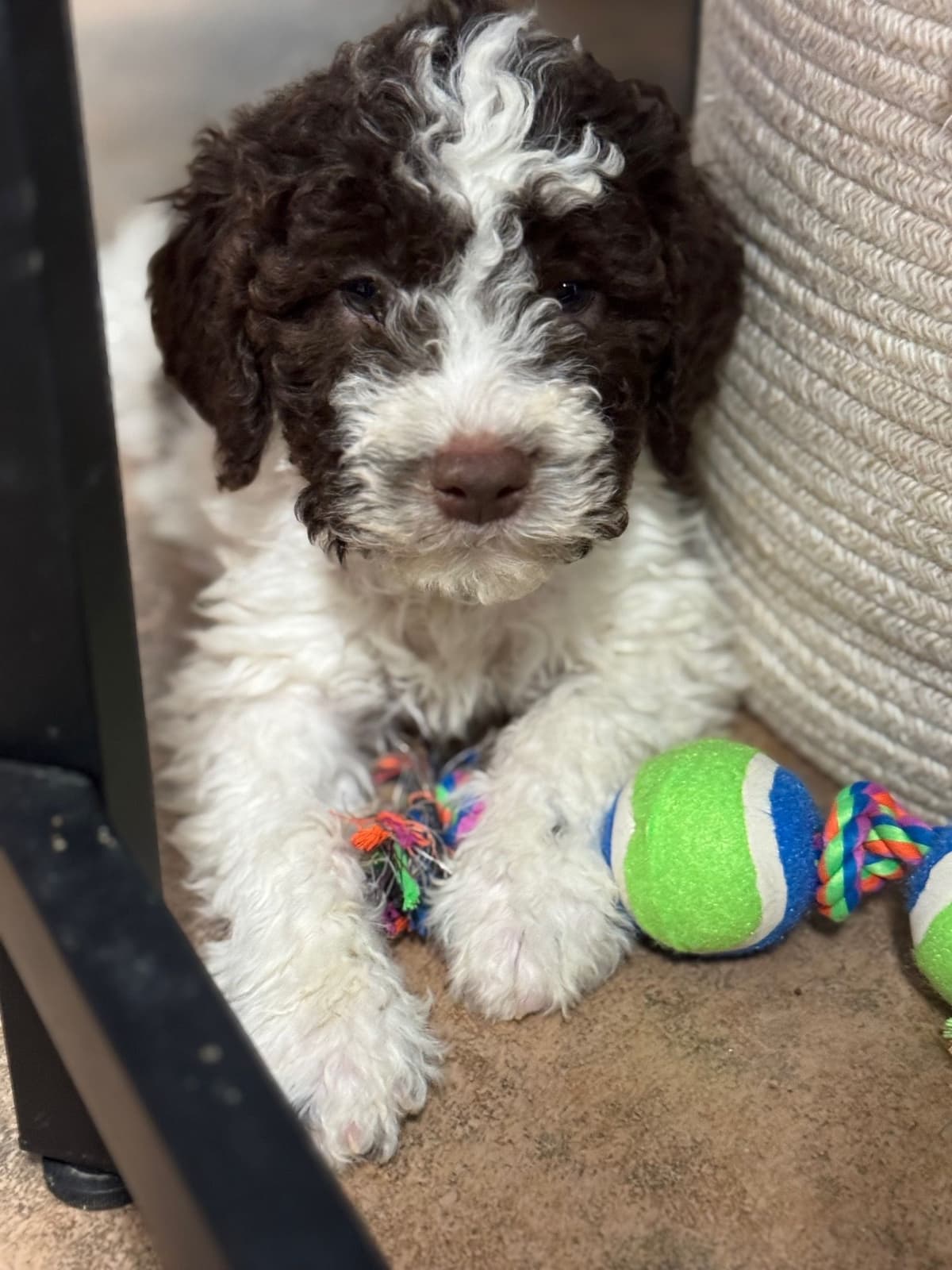 Shoals Lagotto - Lagotto Romagnolo Puppies breeder image 20