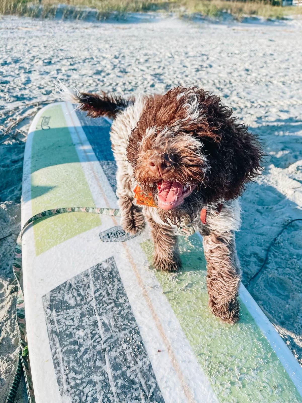 Shoals Lagotto - Lagotto Romagnolo Puppies breeder image 14