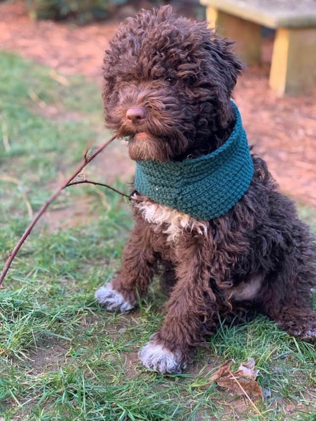 Lagotto Romagnolo Puppies media 9