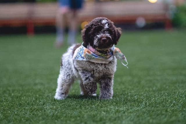Lagotto Romagnolo Puppies media 2