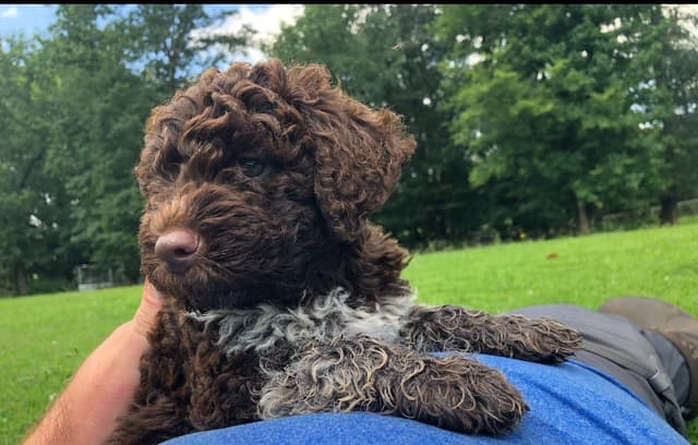 Lagotto Romagnolo Puppies media 10