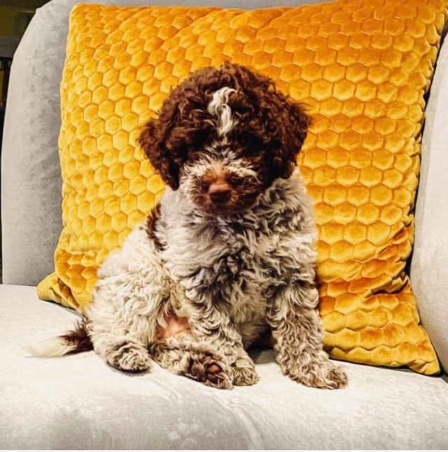 Lagotto Romagnolo Puppies media 4