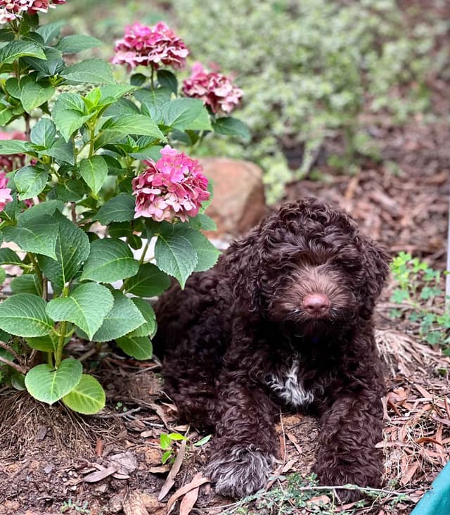 Lagotto Romagnolo Puppies media 11