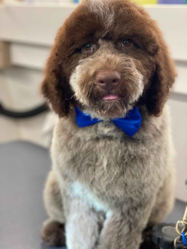 Lagotto Romagnolo Puppies media 12