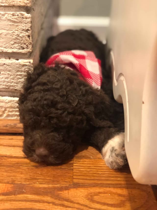 Lagotto Romagnolo Puppies media 13