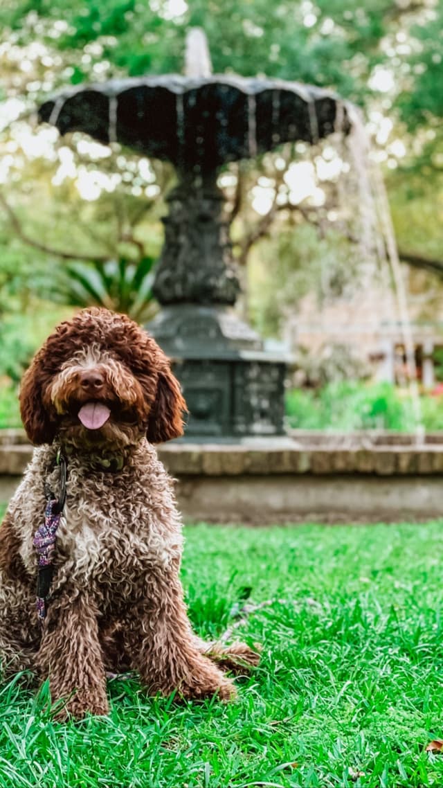 Lagotto Romagnolo Puppies media 14
