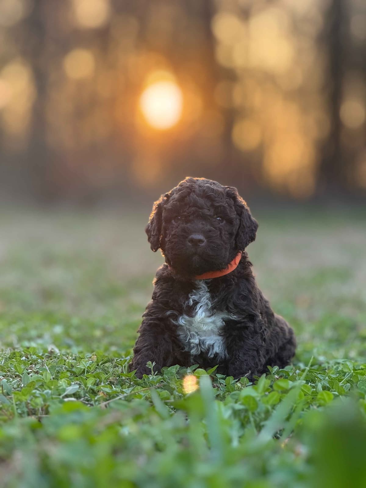 Shoals Lagotto - Lagotto Romagnolo Puppies breeder image 25