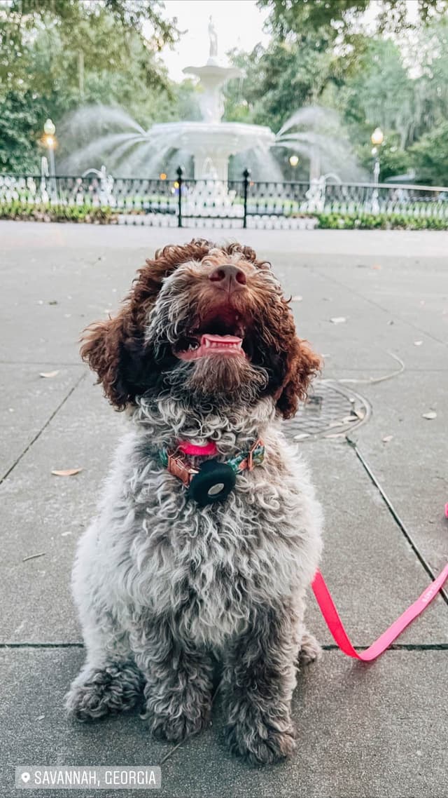 Shoals Lagotto - Lagotto Romagnolo Puppies media 2