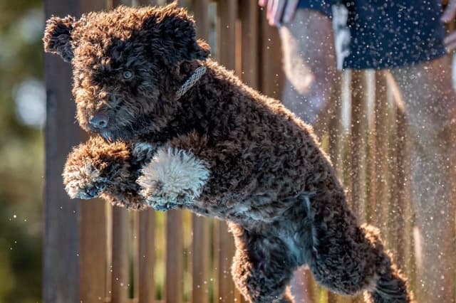 Shoals Lagotto - Lagotto Romagnolo Puppies media 7