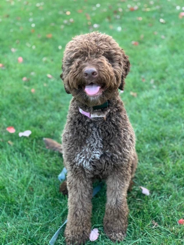 Shoals Lagotto - Lagotto Romagnolo Puppies media 8