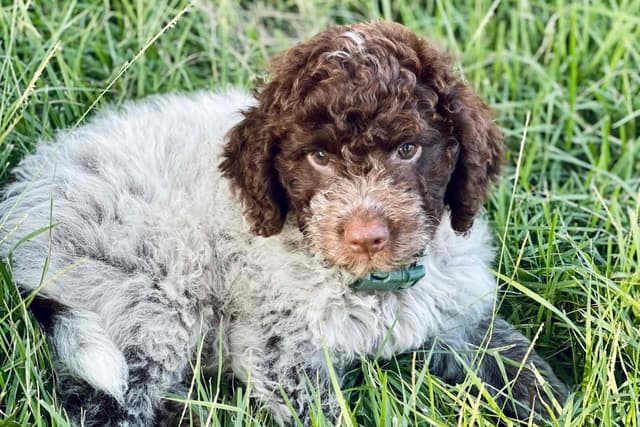 Shoals Lagotto - Lagotto Romagnolo Puppies media 13
