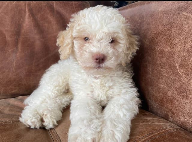Shoals Lagotto - Lagotto Romagnolo Puppies media 11