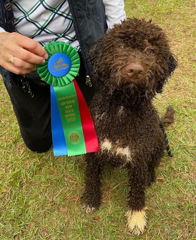Shoals Lagotto - Lagotto Romagnolo Puppies media 5