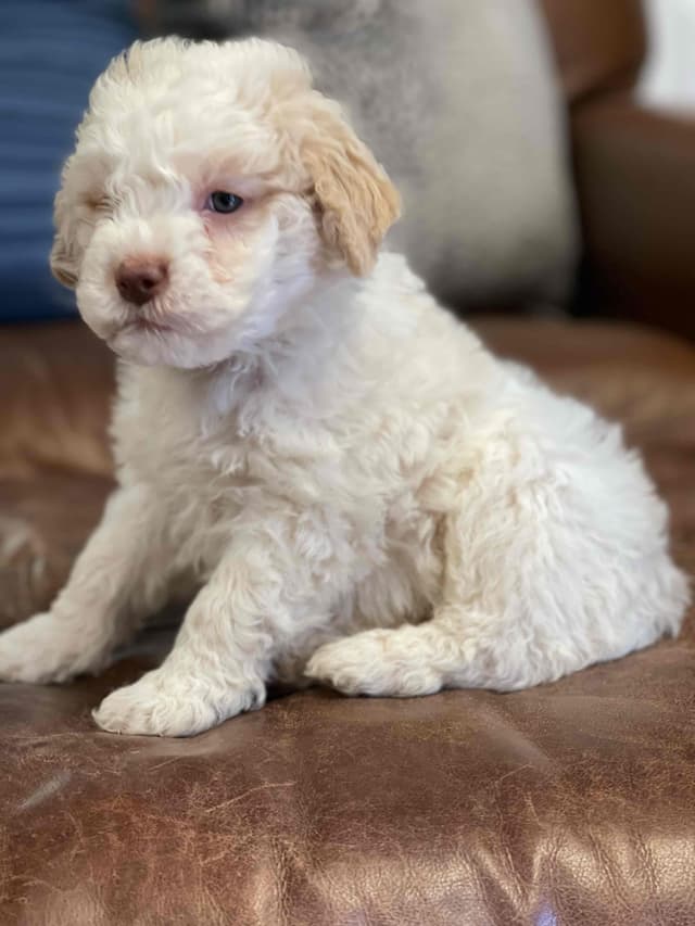 Shoals Lagotto - Lagotto Romagnolo Puppies media 3