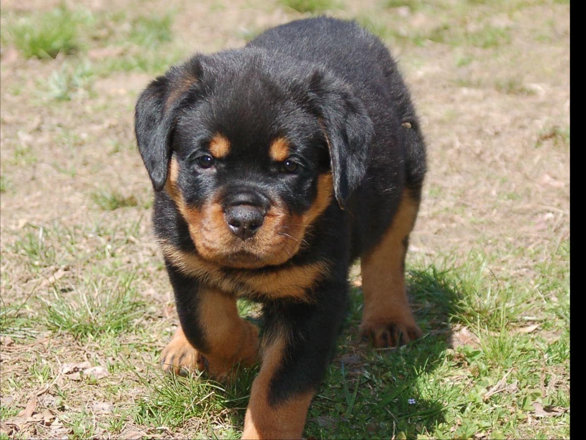 Rottweiler Puppies breeder image 4