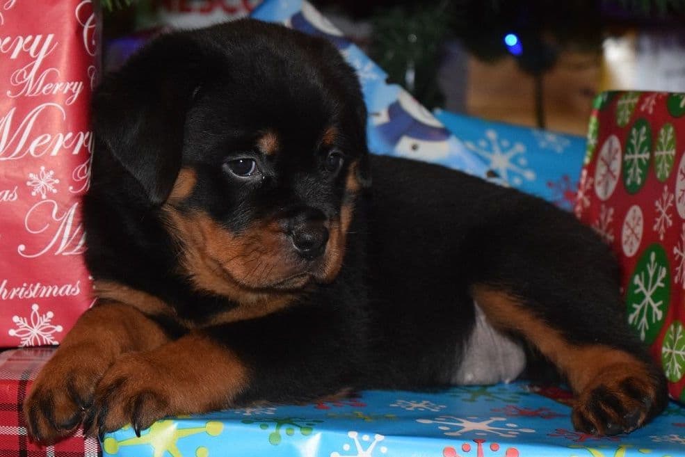 Rottweiler Puppies breeder image 5