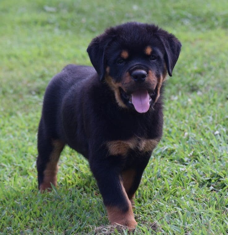 Rottweiler Puppies breeder image 3
