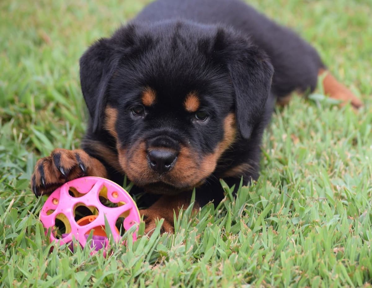 Rottweiler Puppies breeder image 1
