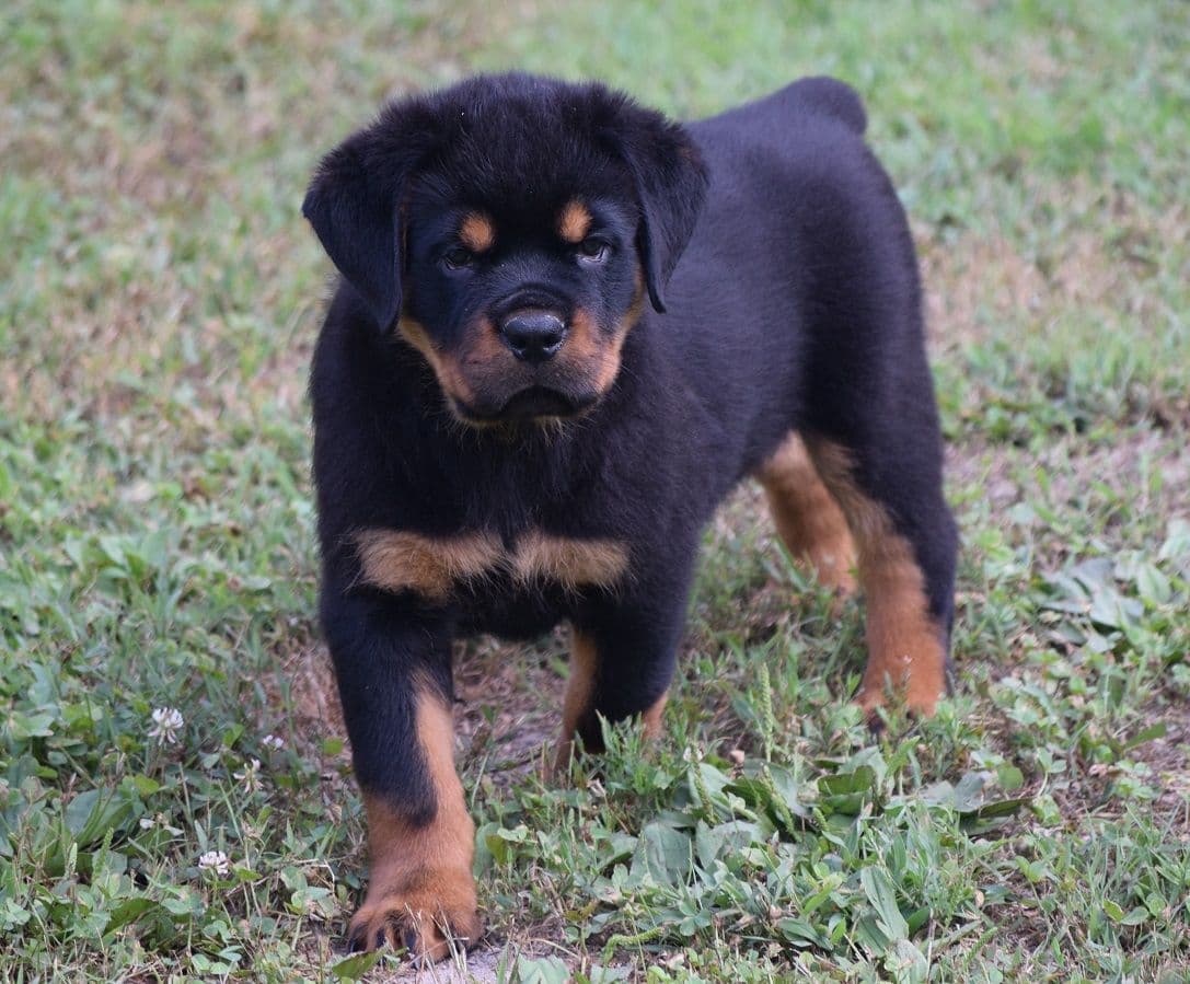 Rottweiler Puppies breeder image 6