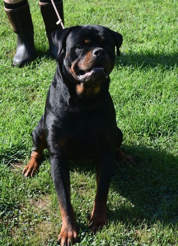 Rottweiler Puppies media 9
