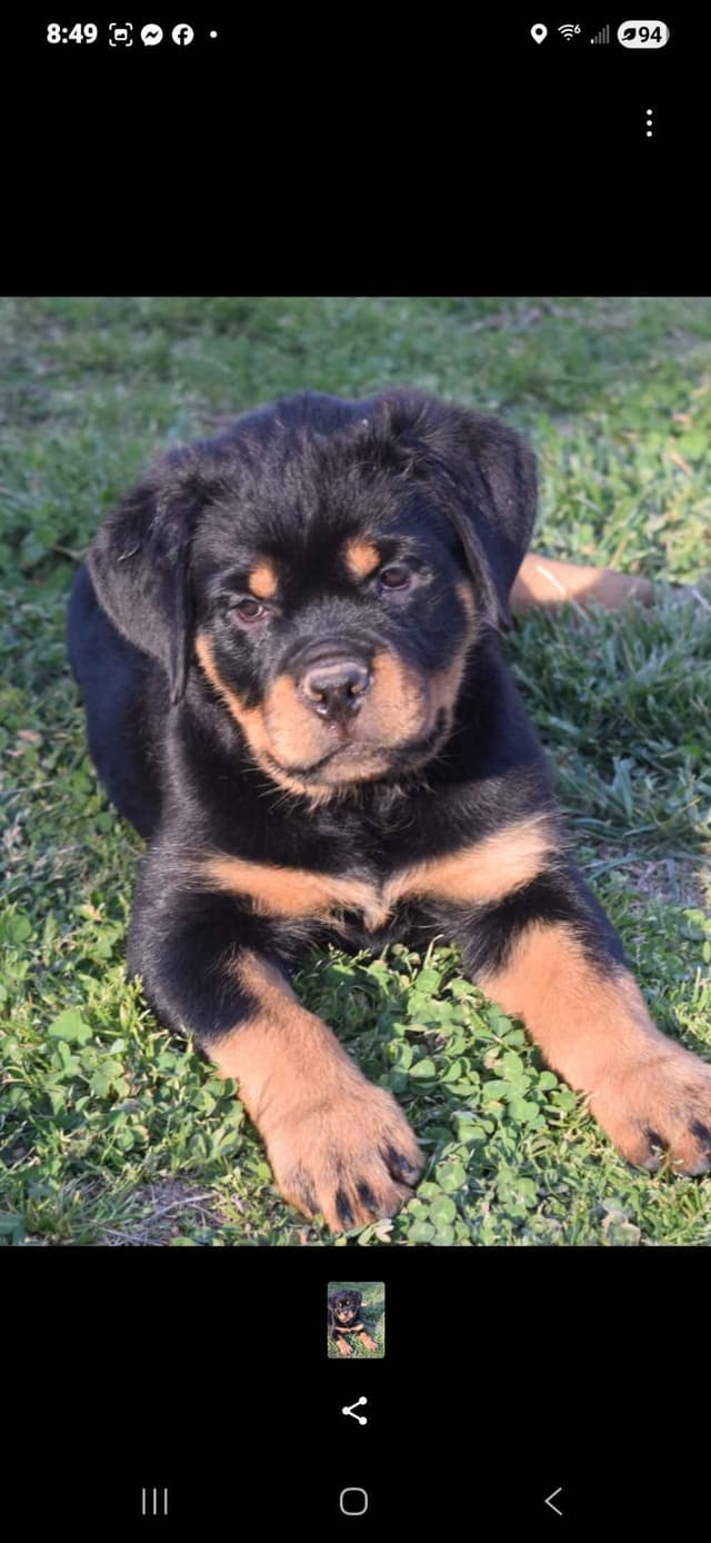 Rottweiler Puppies media 11