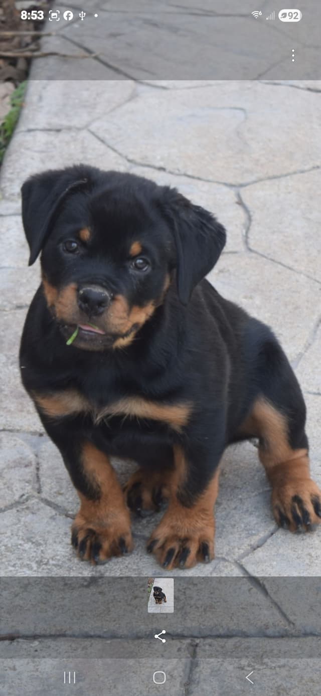 Rottweiler Puppies media 2