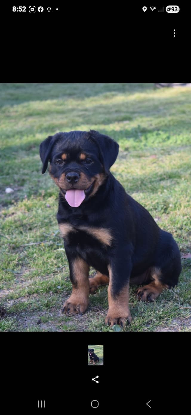 Rottweiler Puppies media 3