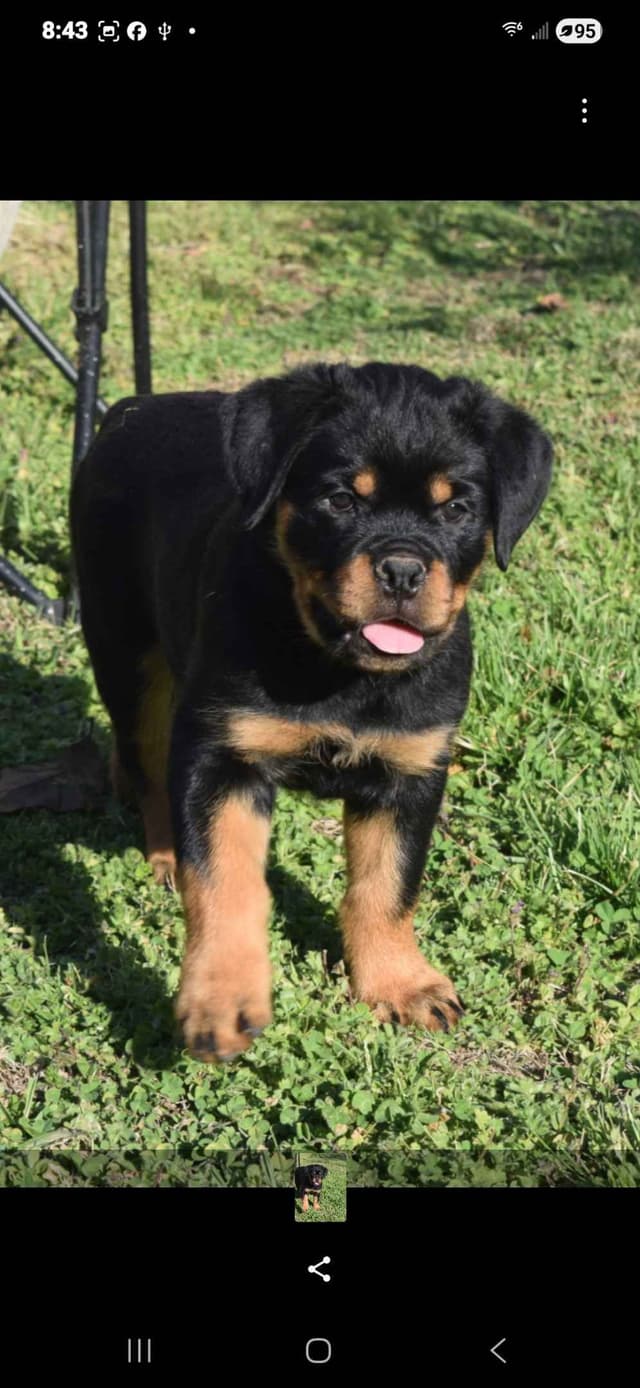 Rottweiler Puppies media 4