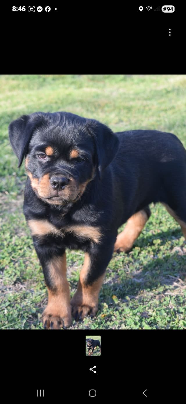 Rottweiler Puppies media 5