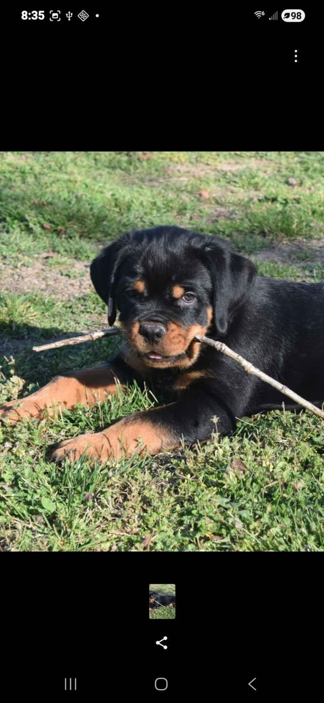 Rottweiler Puppies media 6