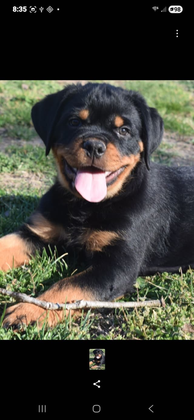 Rottweiler Puppies media 8
