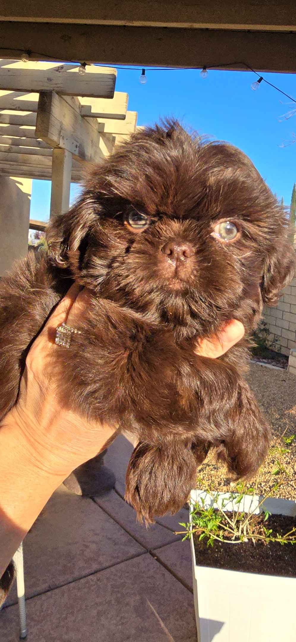 Shih Tzu Puppies breeder image 1