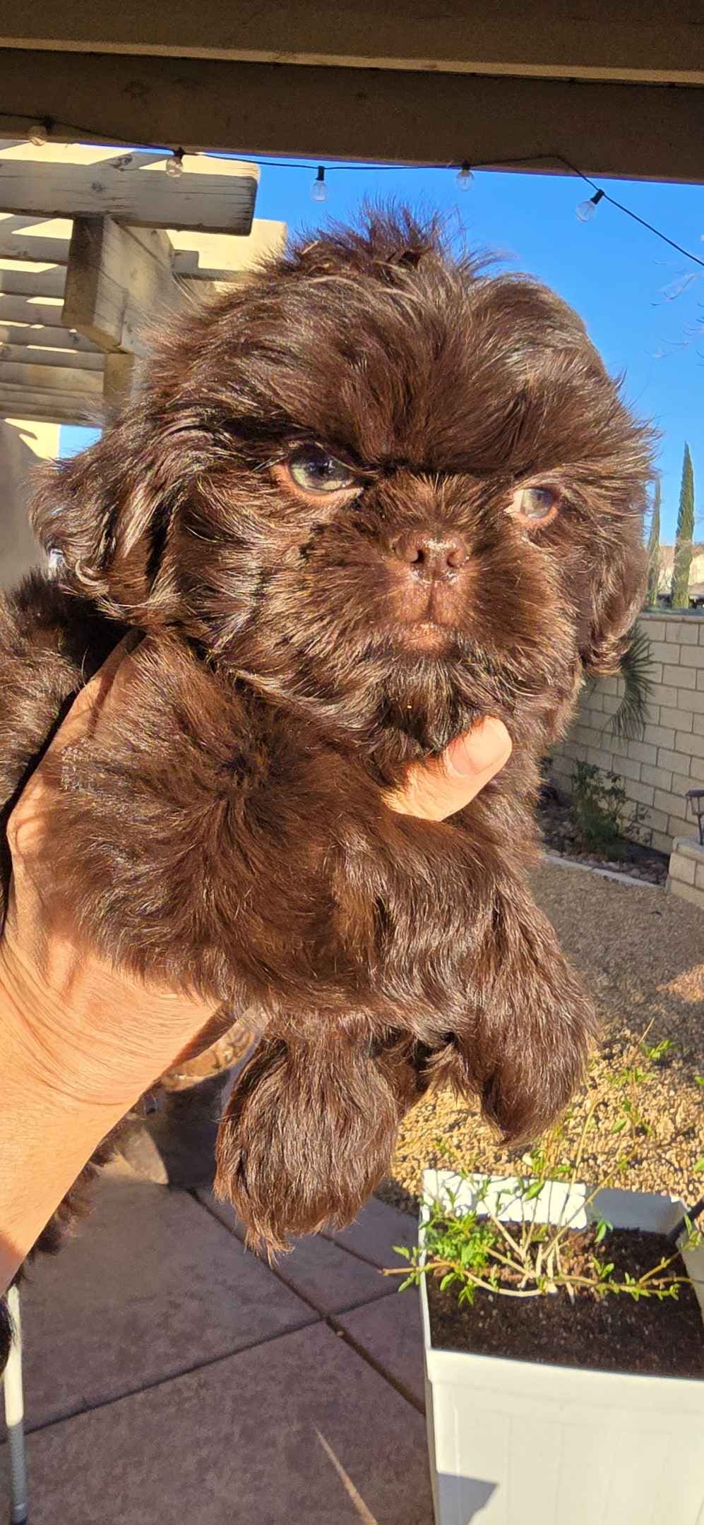 Shih Tzu Puppies breeder image 2