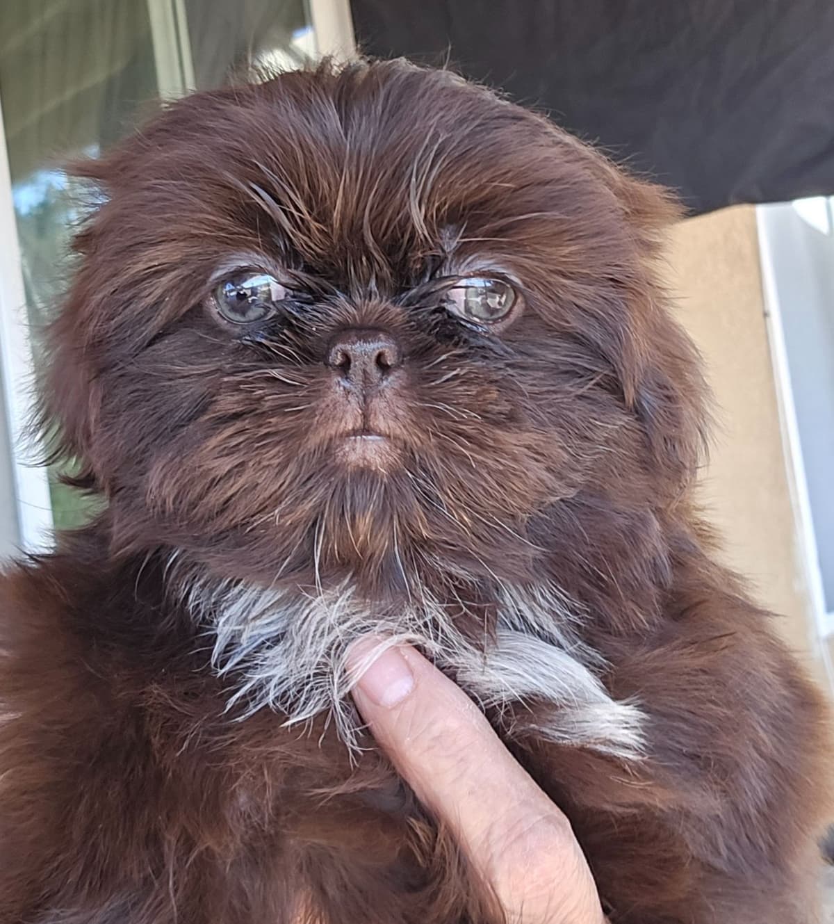 Shih Tzu Puppies breeder image 3