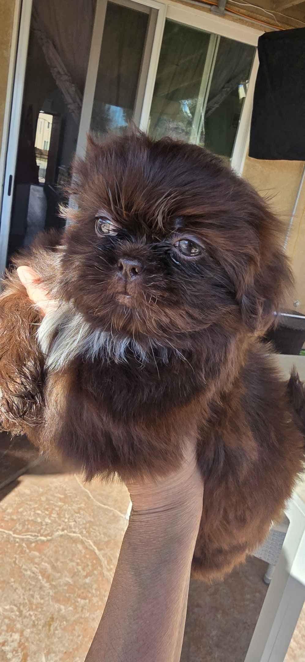 Shih Tzu Puppies breeder image 4