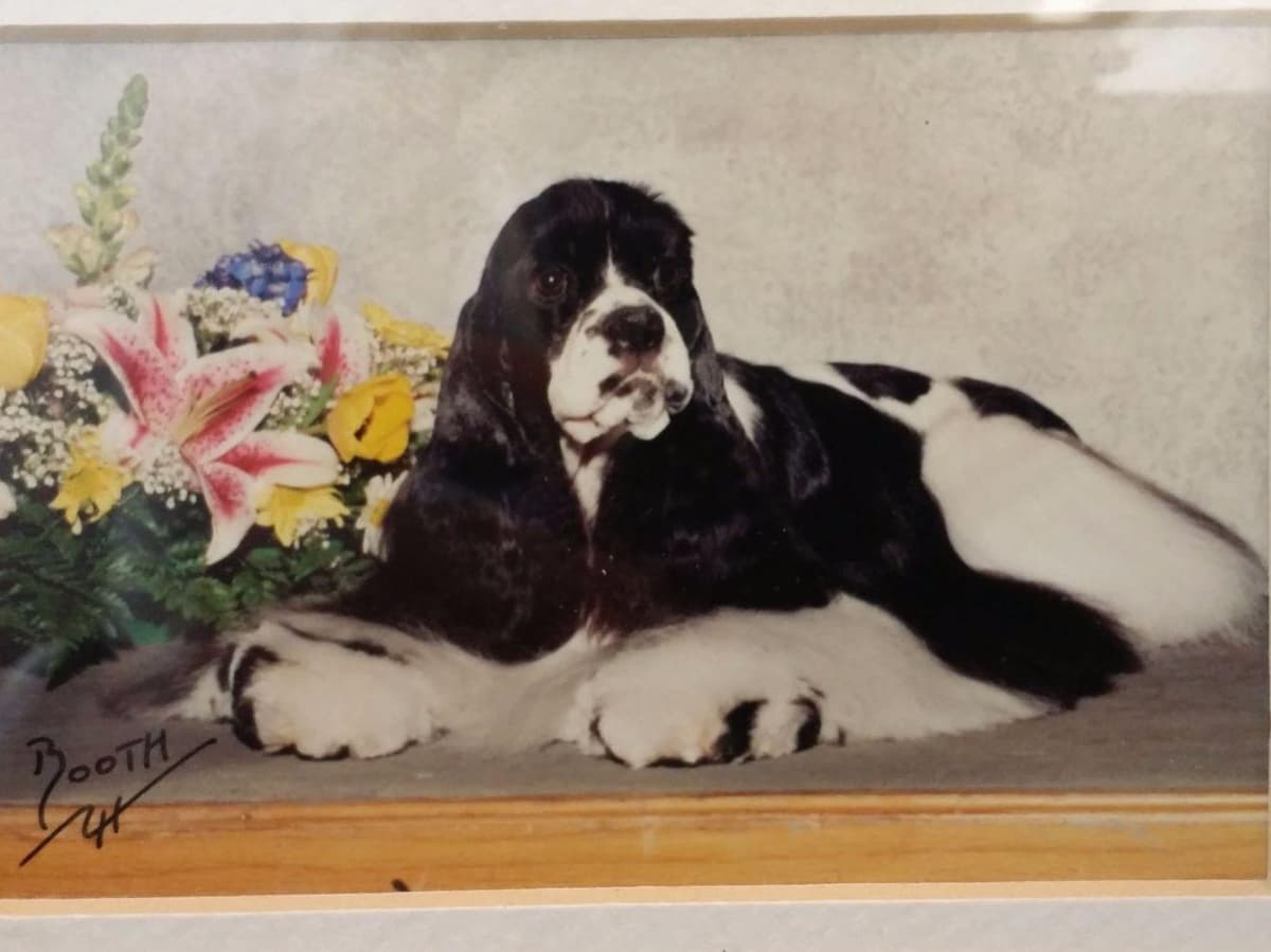 Cocker Spaniel Puppies -Vaccinated-Champion Parents -HealthTested breeder image 8