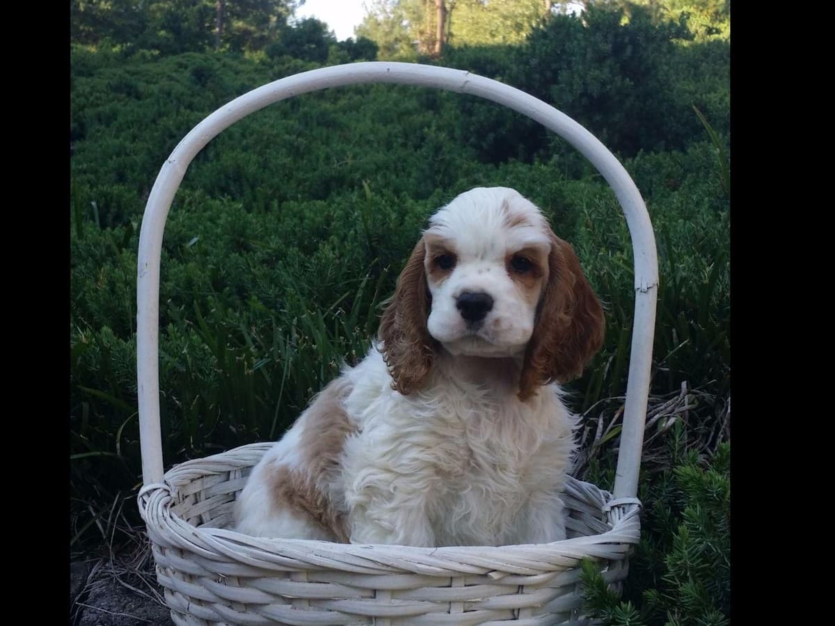 Cocker Spaniel Puppies -Vaccinated-Champion Parents -HealthTested breeder image 12
