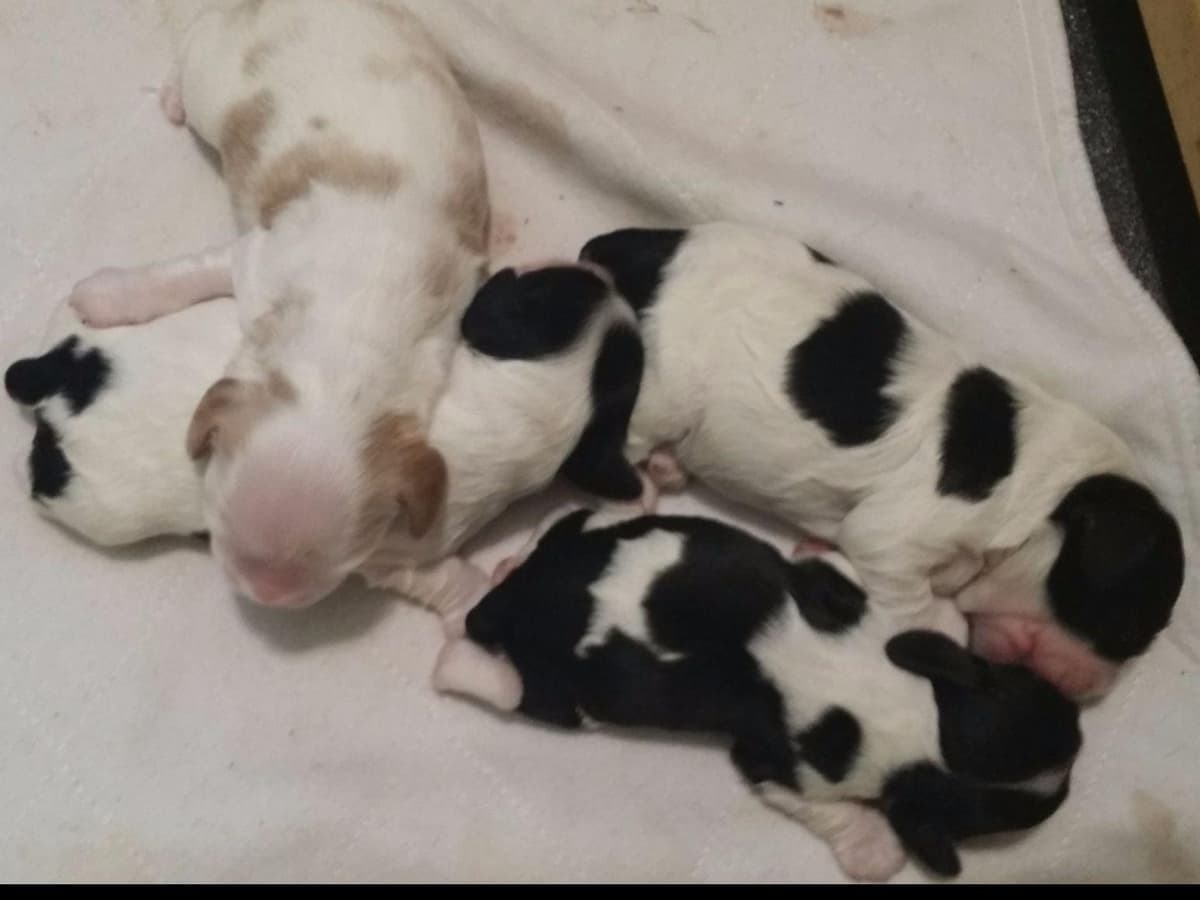 Cocker Spaniel Puppies -Vaccinated-Champion Parents -HealthTested breeder image 11