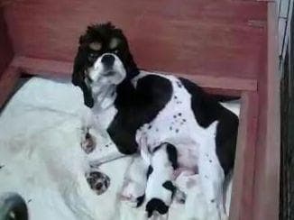 Cocker Spaniel Puppies -Vaccinated-Champion Parents -HealthTested breeder image 15