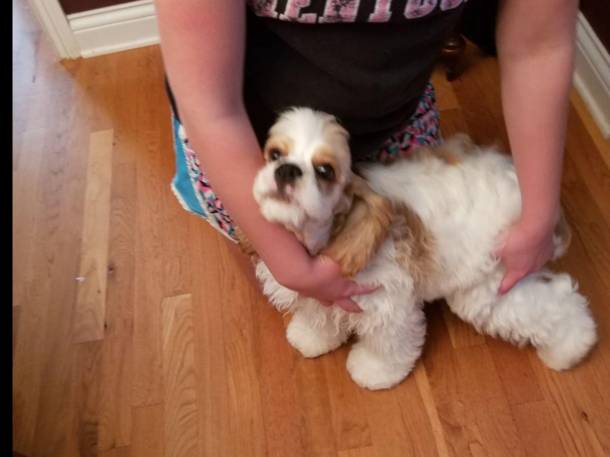 Cocker Spaniel Puppies -Vaccinated-Champion Parents -HealthTested breeder image 13
