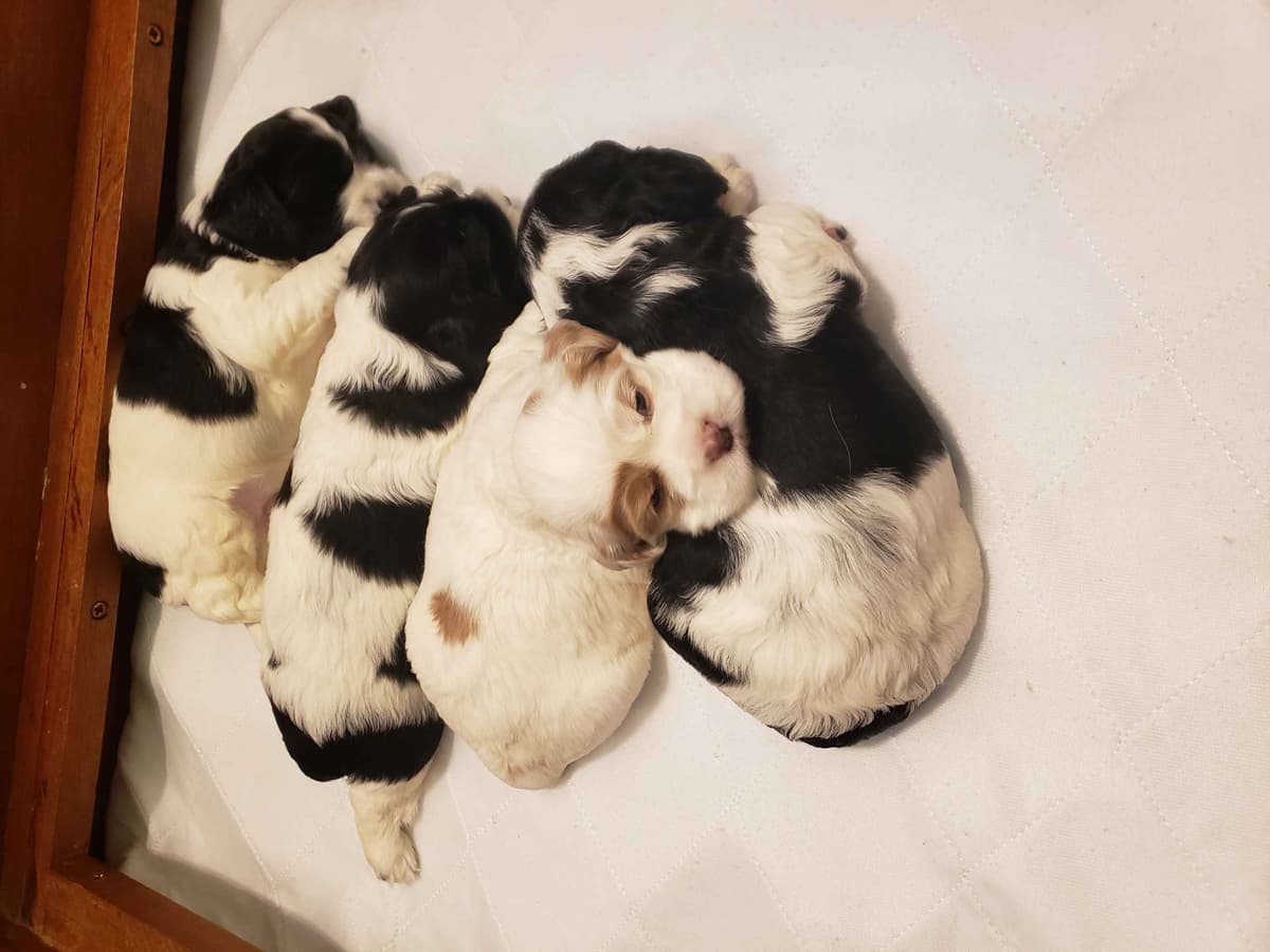 Cocker Spaniel Puppies -Vaccinated-Champion Parents -HealthTested breeder image 3