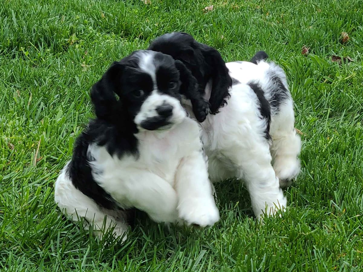 Cocker Spaniel Puppies -Vaccinated-Champion Parents -HealthTested breeder image 1
