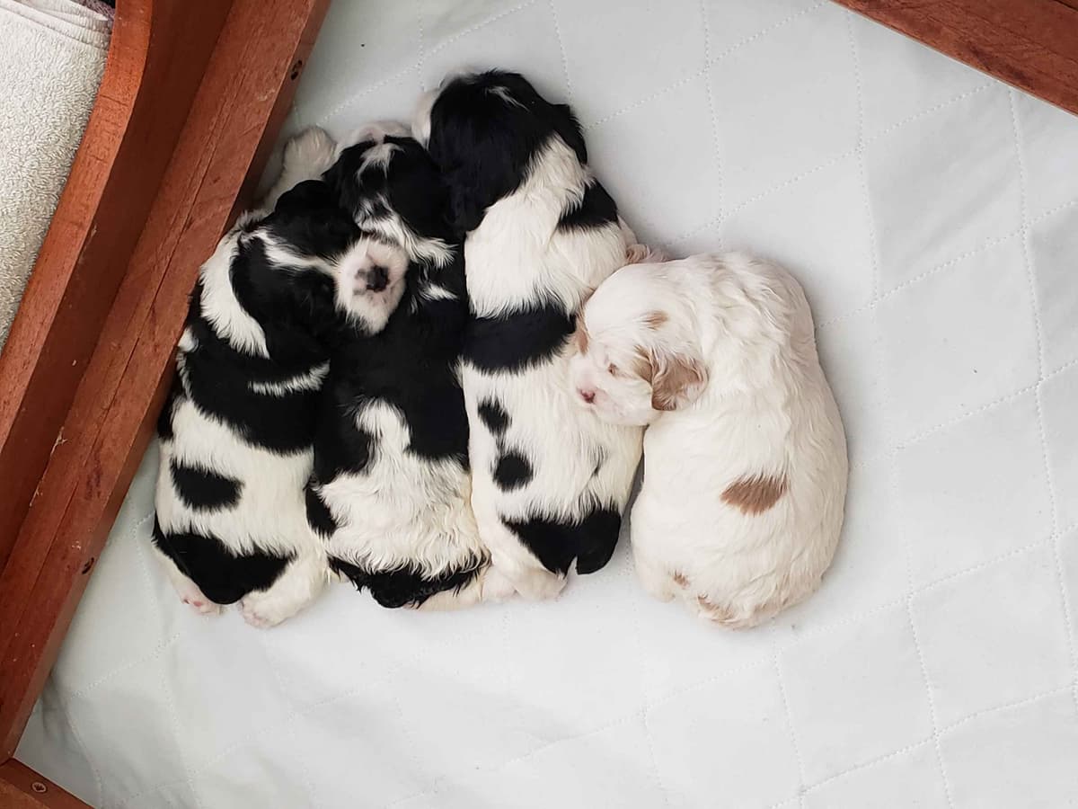 Cocker Spaniel Puppies -Vaccinated-Champion Parents -HealthTested breeder image 9